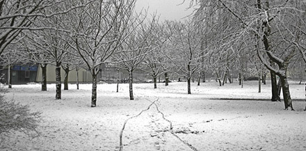 Schnee im Park