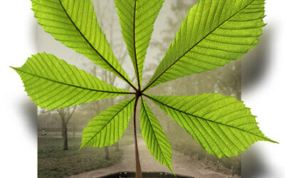 Spendenaktion: Neue Kastanie für den Falkplatz