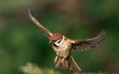 Welt-Spatzen-Tag: Spatzen brauchen Schutz